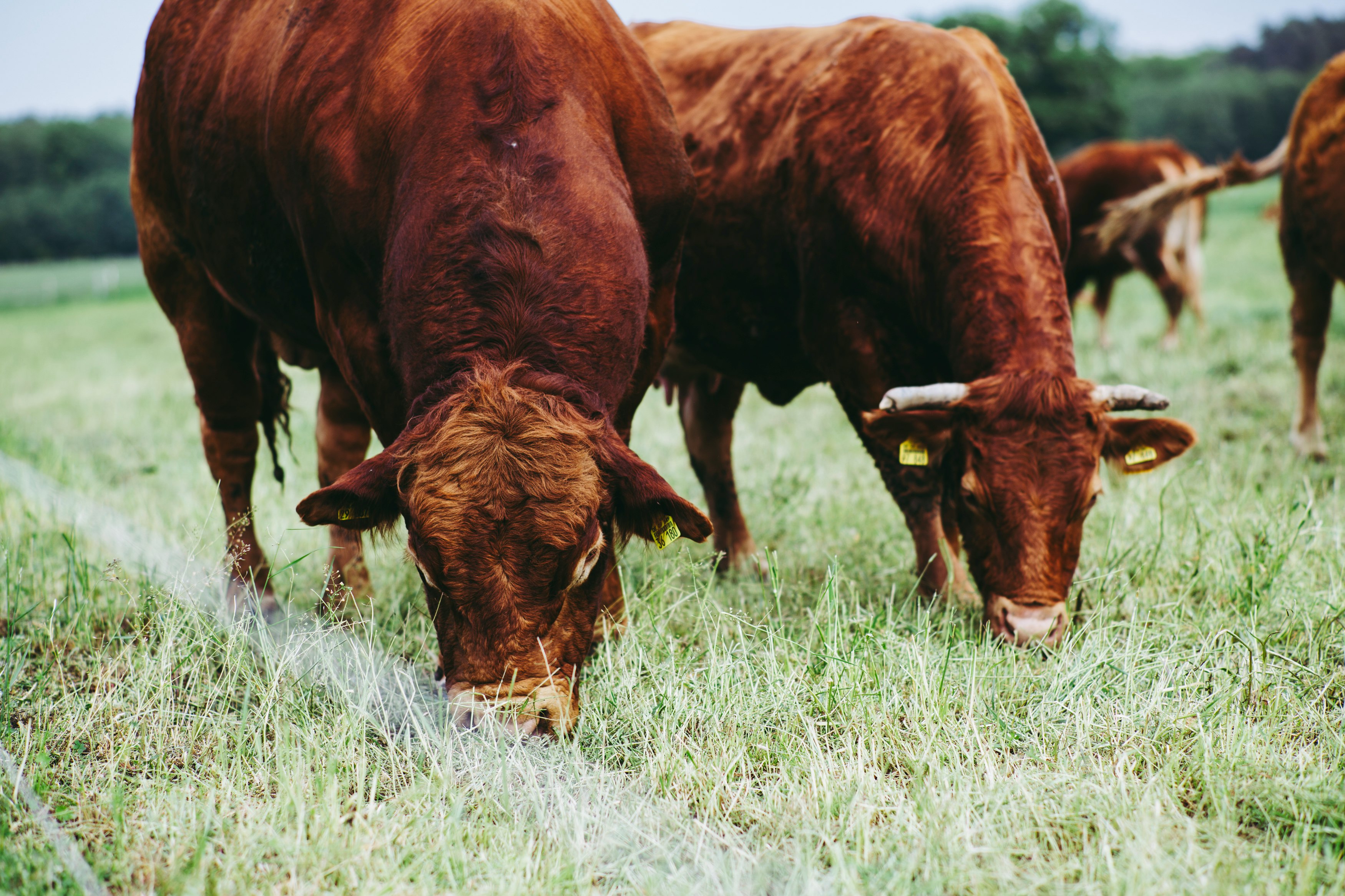 brown cow on green grass field during daytime